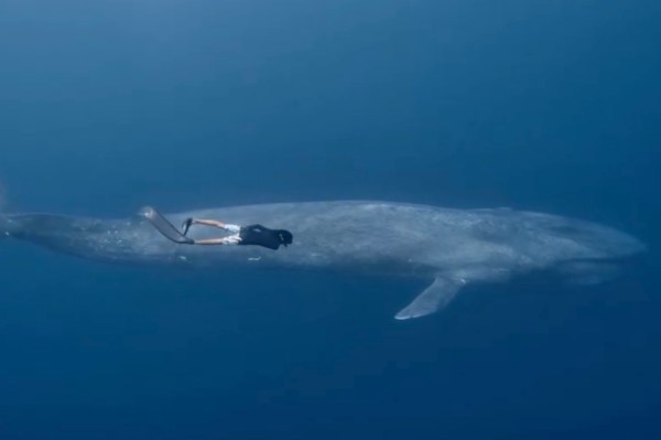 man swimming with blue whale