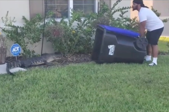 man traps alligator in trash can