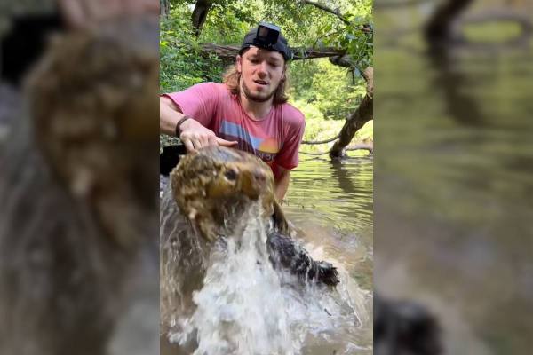 massive alligator snapping turtle