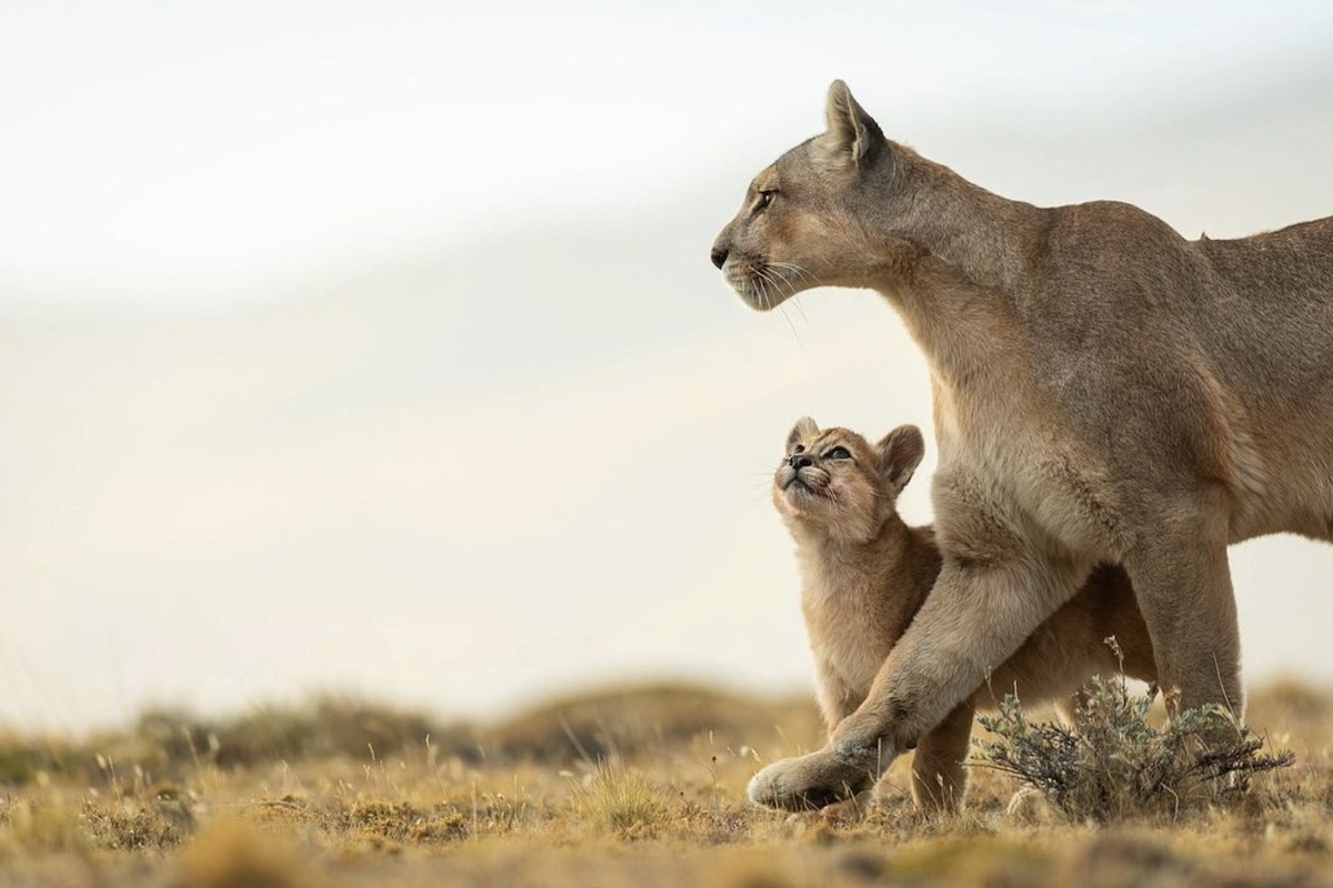 mountain lion mother and cub portrait