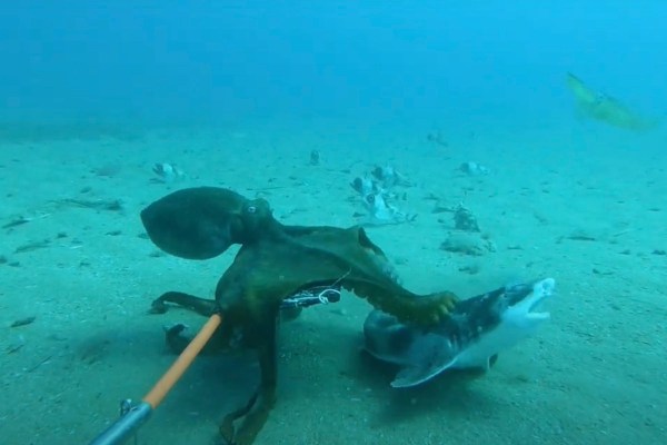 octopus vs. shark battle