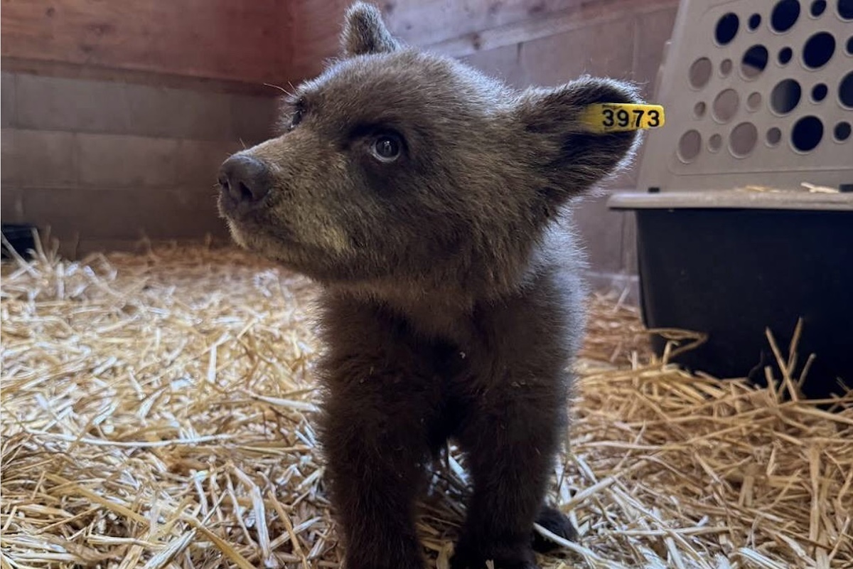 orphaned black bear cub