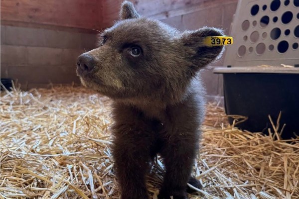 orphaned black bear cub