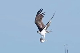 osprey carries puffer fish