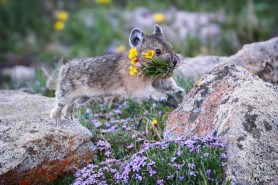 pika with wildflowers