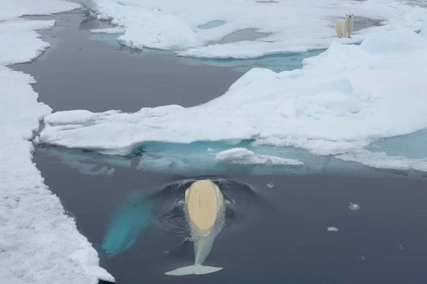 polar bear and belugas Arctic scene