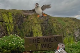 puffins coming in hot video