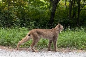 rare lynx vermont