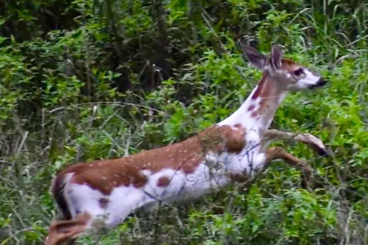 rare piebald deer