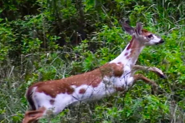 rare piebald deer