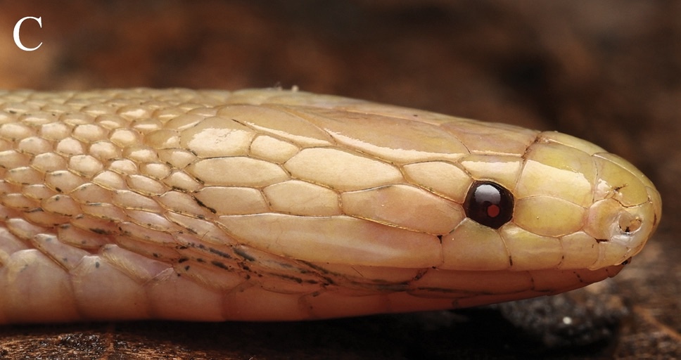 red eyed snake