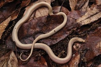 snake with blood red eyes