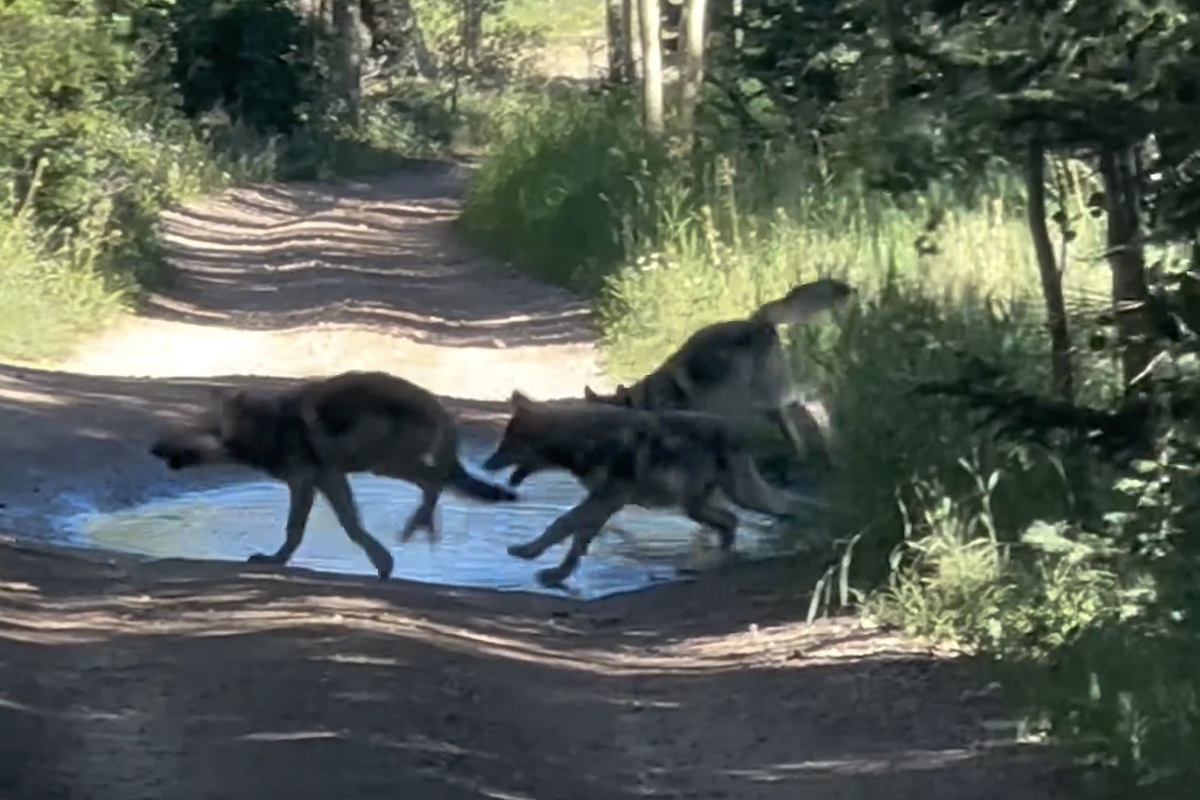 wolf cubs in colorado