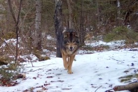 wolf-dog hybrid