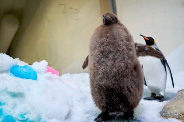 Pesto the plump king penguin chick