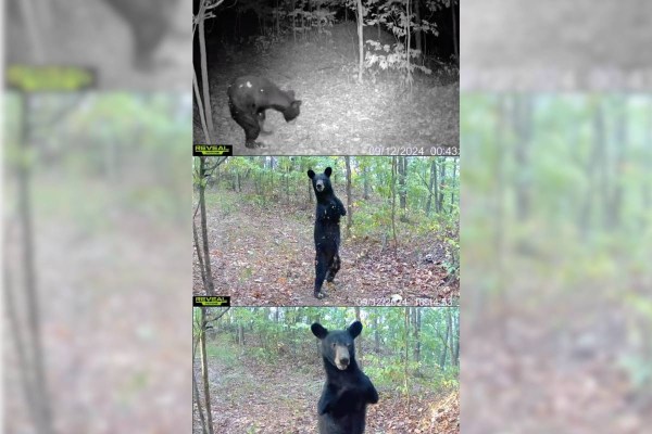 two-legged bear trail cam