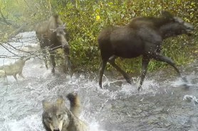 Wolf pack hunts moose trail cam