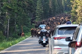 bison and bikers yellowstone