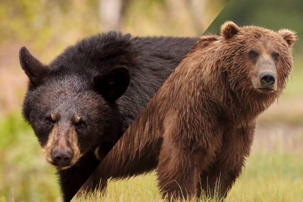 black bear vs. brown bear tracks