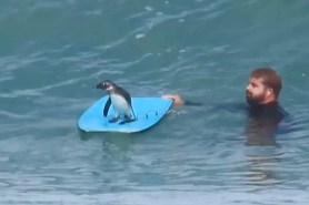 bodyboarding penguin south africa