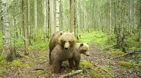 brown bear and cub trail cam