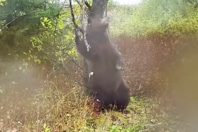 brown bear gets down on a tree