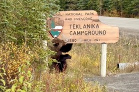 denali bear scratching