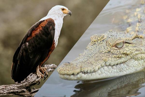 eagle vs. crocodile kruger national park