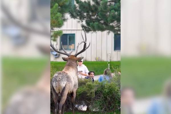 elk selfie gone wrong