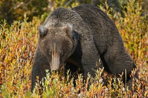 grizzly bear attack in glacier