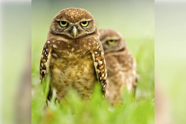 grumpy owls photos