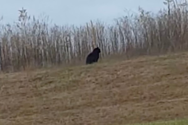 large black cat missouri