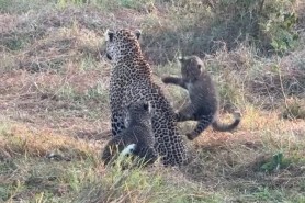 leopard cubs jumping on mom Kenya