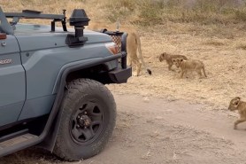 lion cubs safari