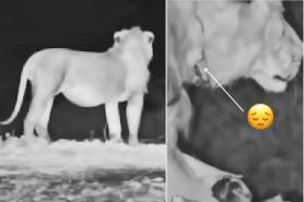 lion with wire trap around its neck rescue