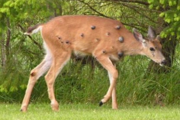 weird lumps on deer