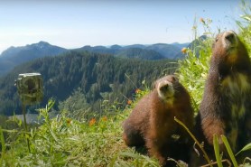 marmot terrorizes GoPro