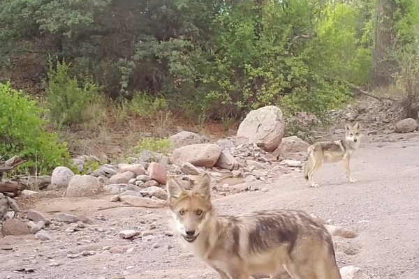 mexican gray wolves trail cam