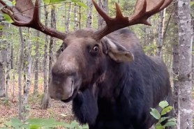 moose showdown viral video