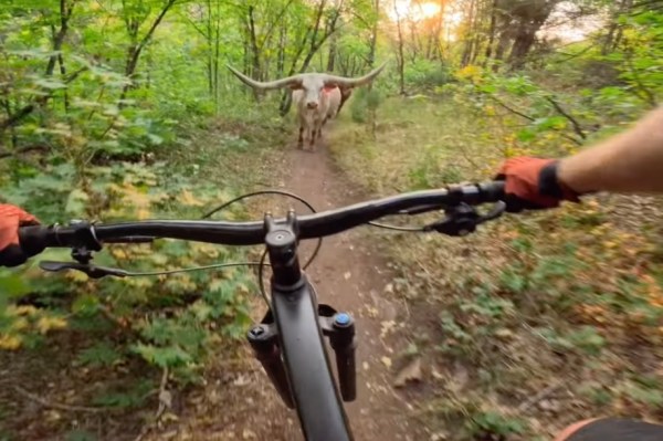 mountain biker nearly runs into longhorn on trail