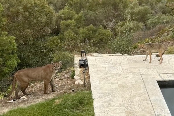 mountain lion vs. coyote