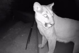 mountain lions home security camera california