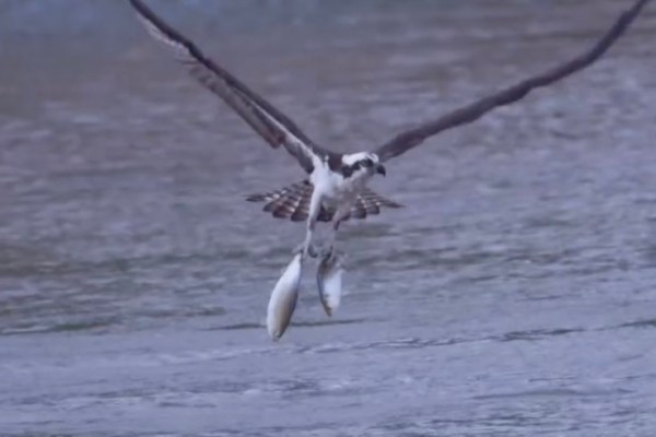 osprey double catch