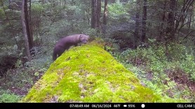 rare fisher on Pennsylvania trail cam