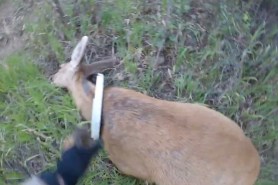 rescued doe from bucket lid