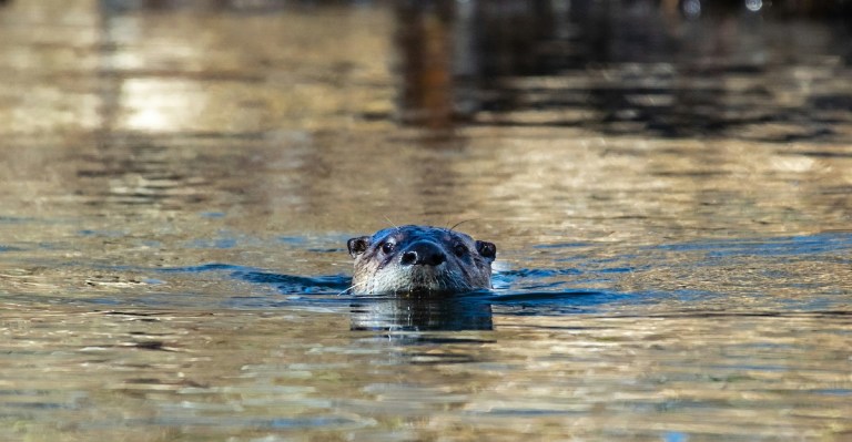 river otter attacks child