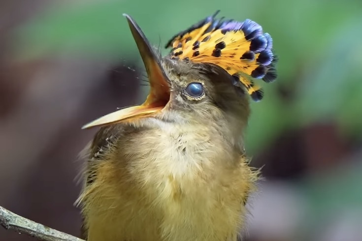 royal flycatcher sprouts headdress