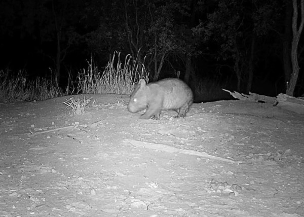 Northern Hairy-nosed Wombat on trail cam