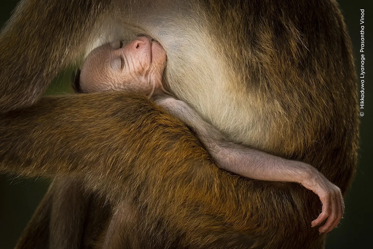 A Tranquil Moment by Hikkaduwa Liyanage Prasantha Vinod