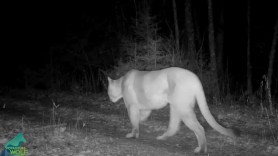 Cougar in Voyageurs national park